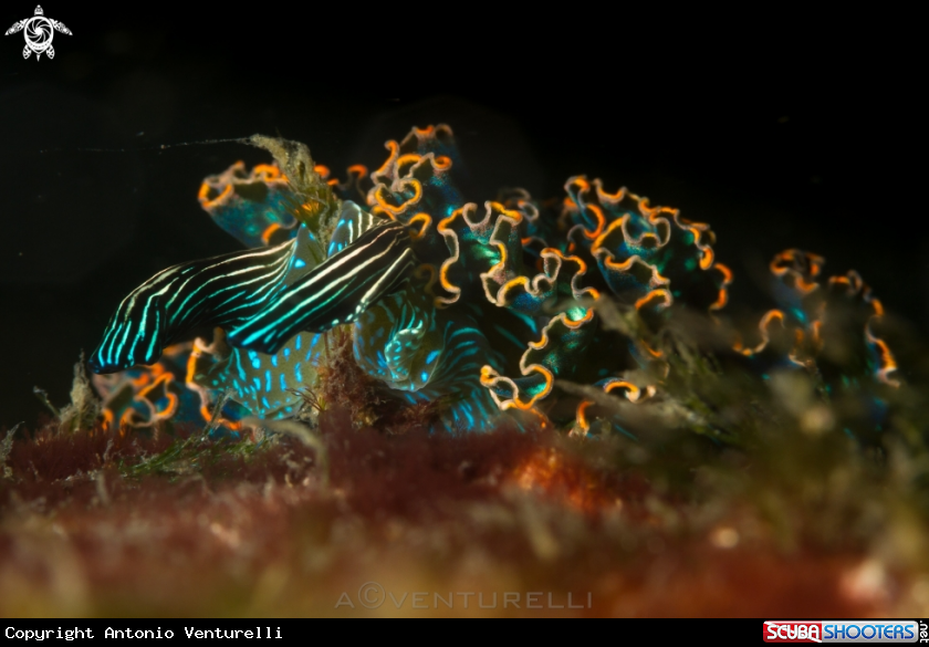 A Danzarina mexicana nudibranch
