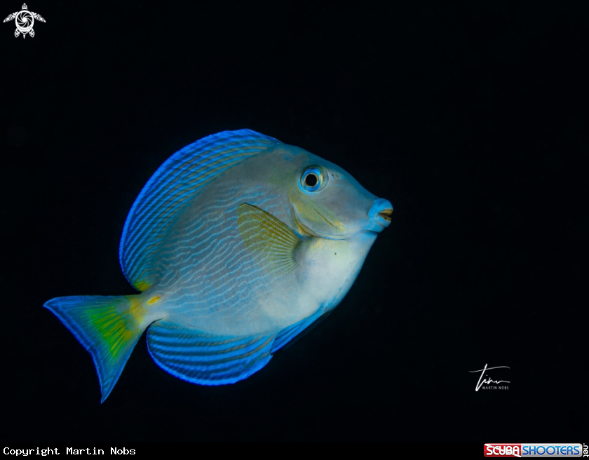 A Blue Tang Surgeonfish