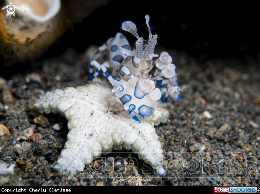 A Harlequin Shrimp