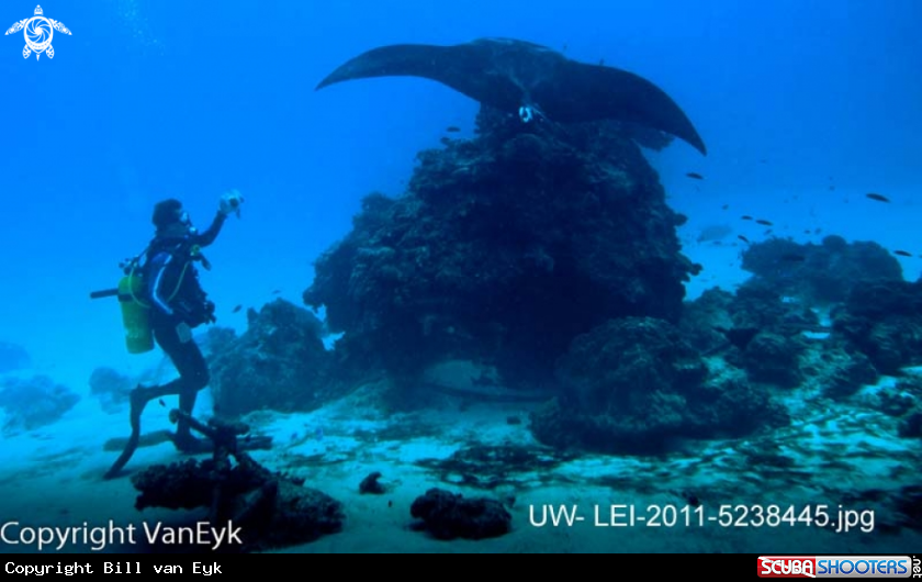 A underwater creature