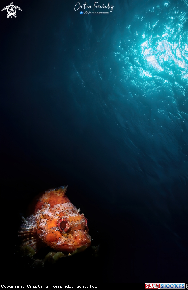 A Rockfish