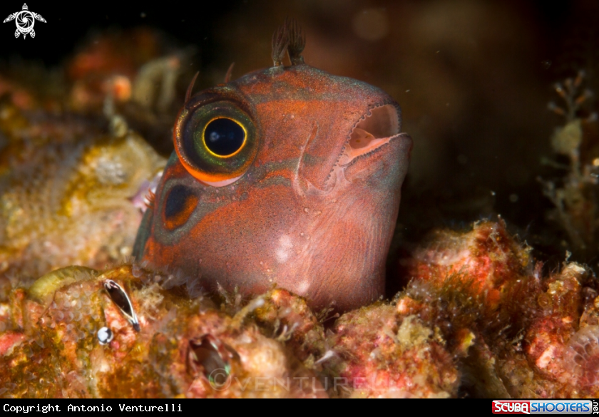 A Panamic fanged blenny
