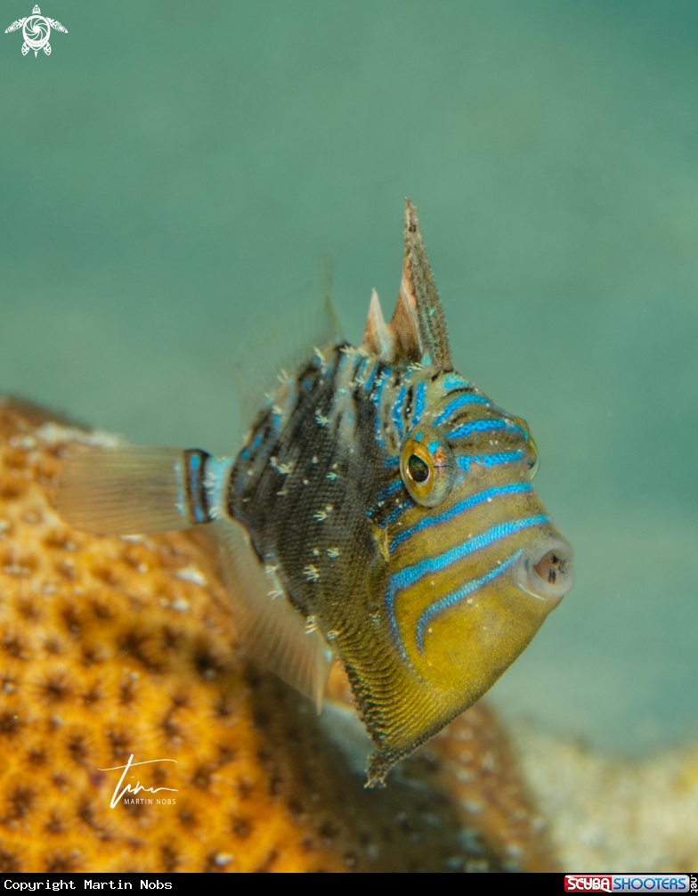 A Queen Triggerfish
