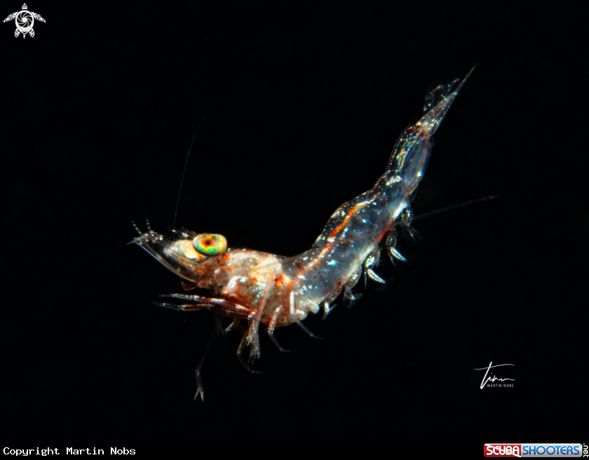 A Velvet Shrimp