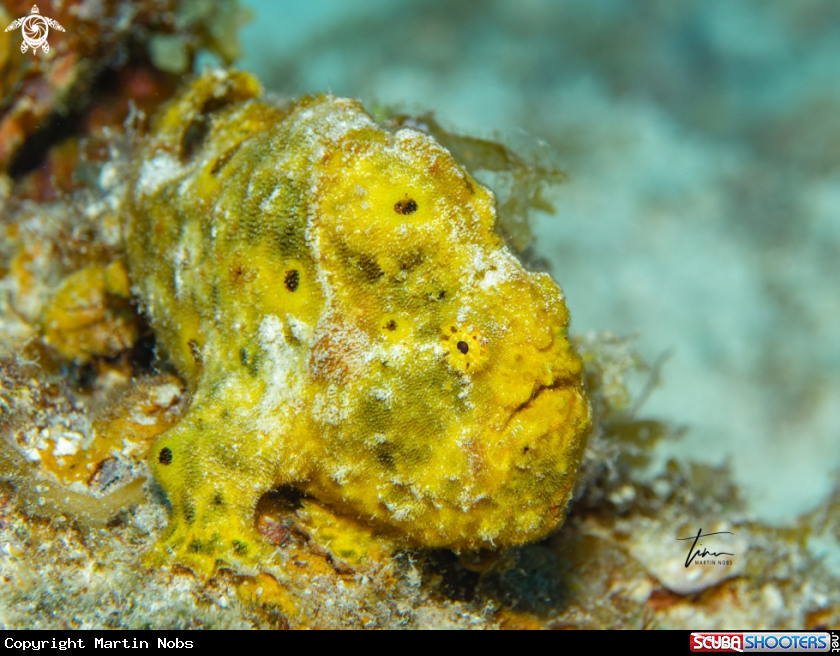 A Frogfish