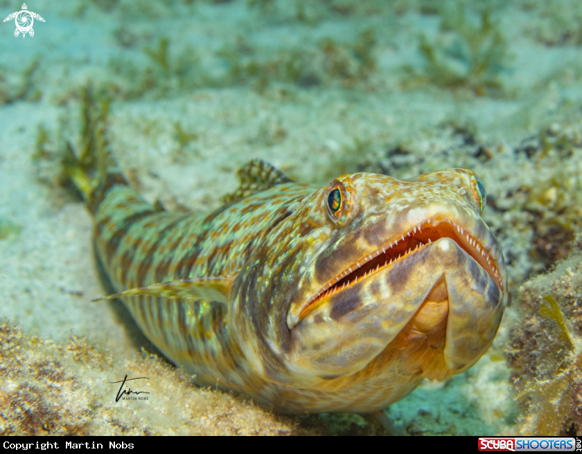 A Sanddiver