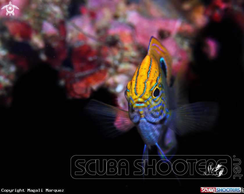 A Ocellate damsel 