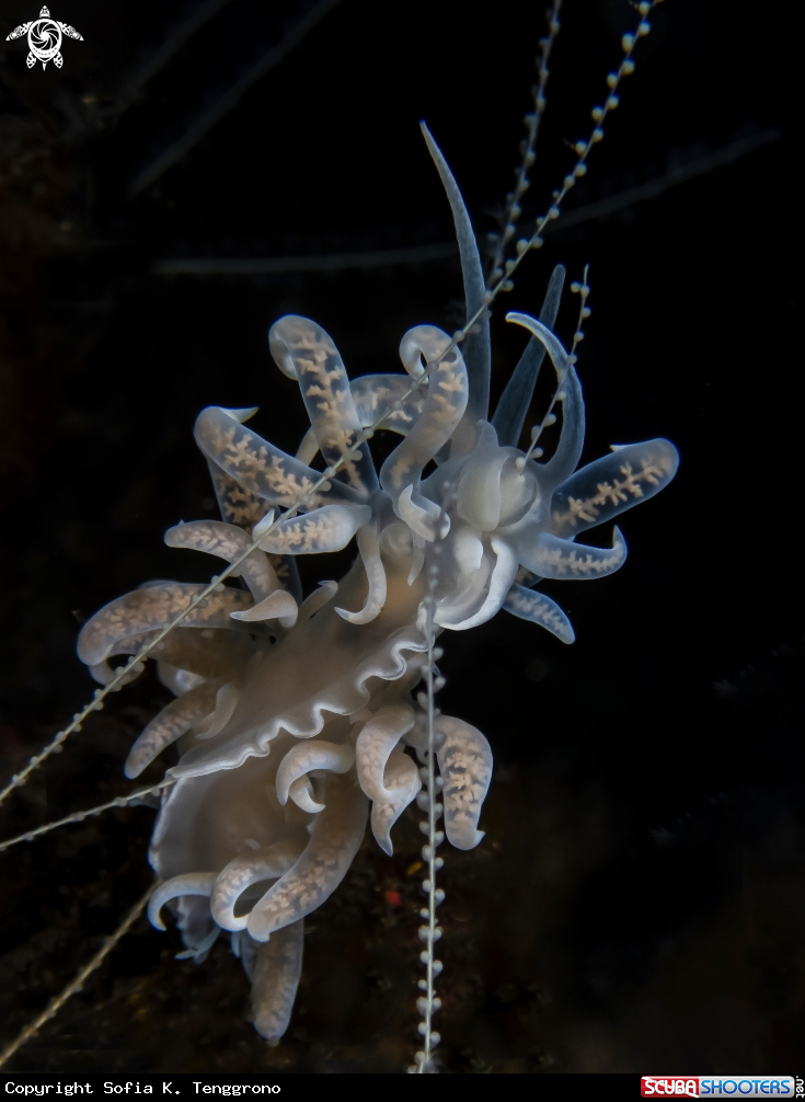 A Nudibranch
