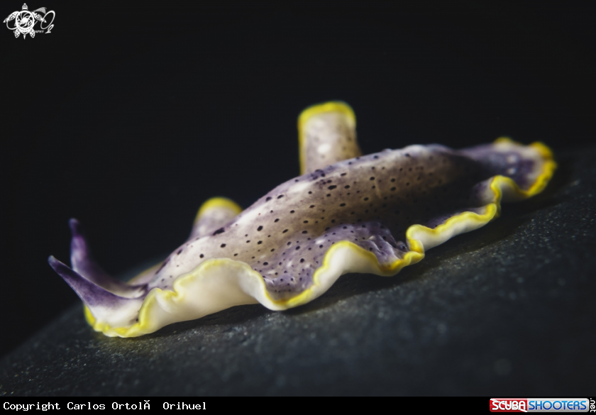 A Flatworm
