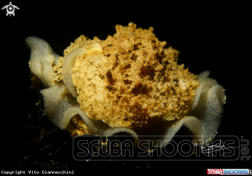 A Doride bertheloti