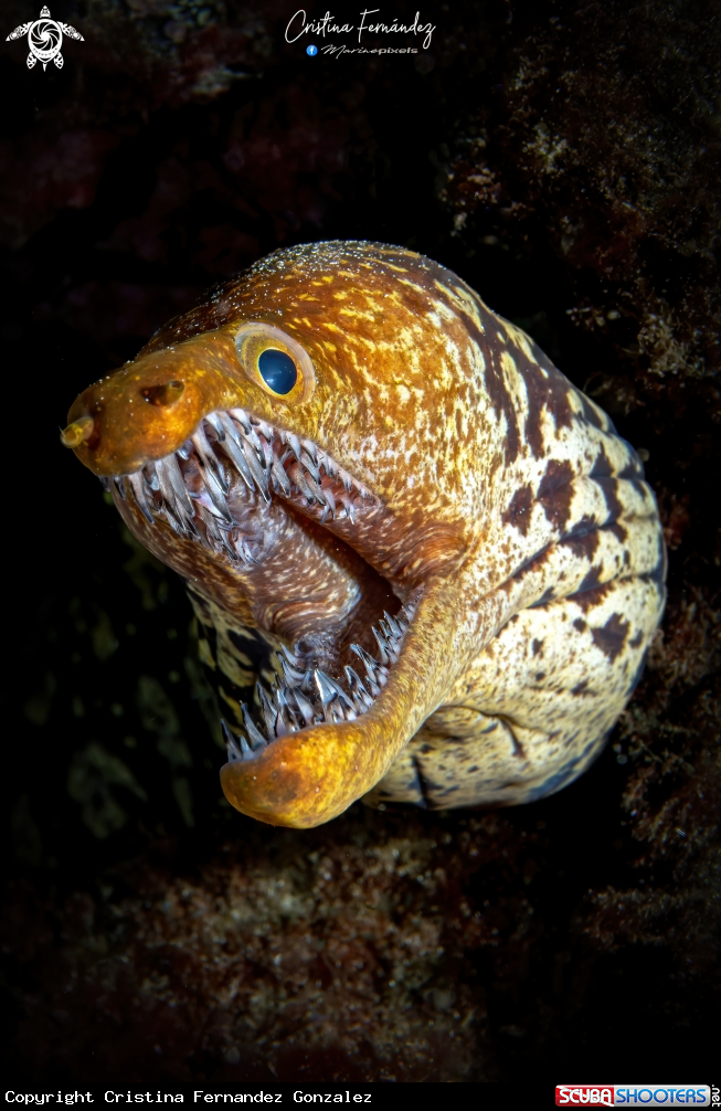 A Fangtooth moray