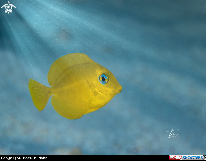 A Blue Tang Surgeonfish