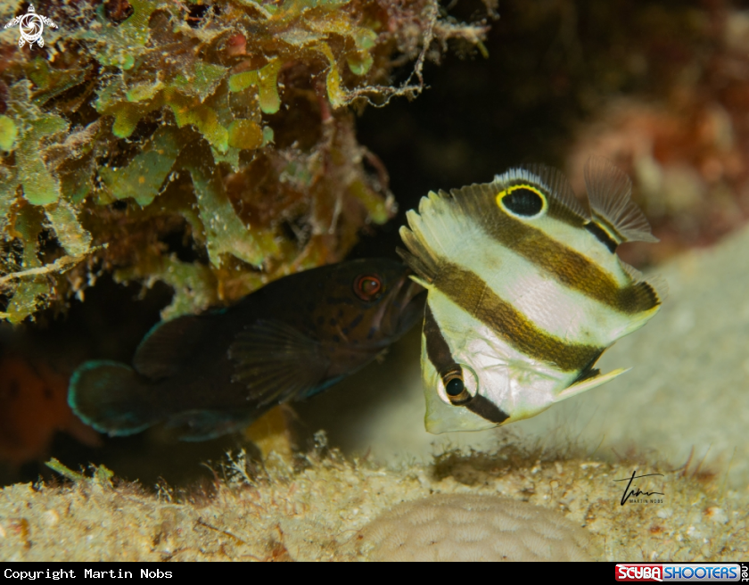 A Banded Butterflyfish