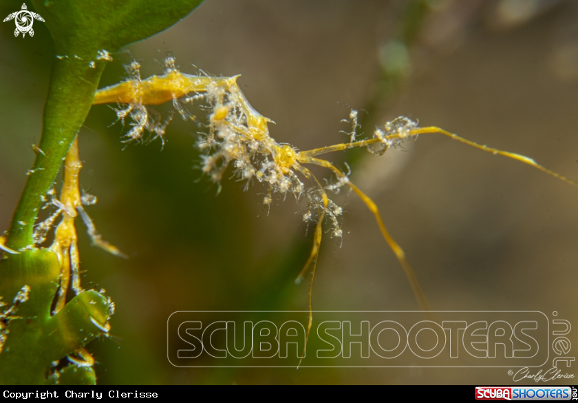 A Skeleton Shrimp