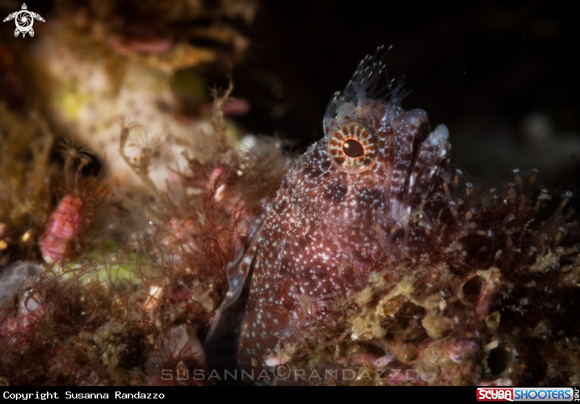 A Tube blenny