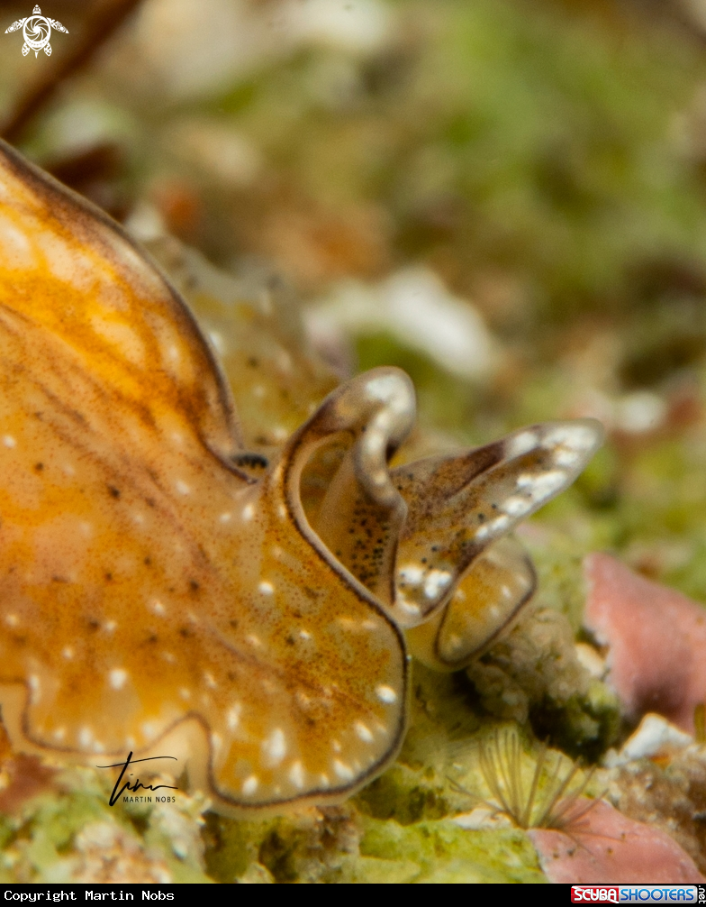 A Flatworm