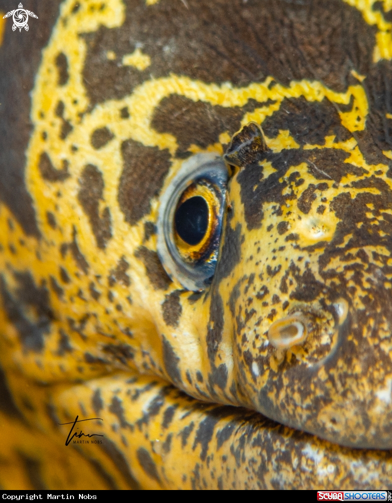 A Chain Moray Eel