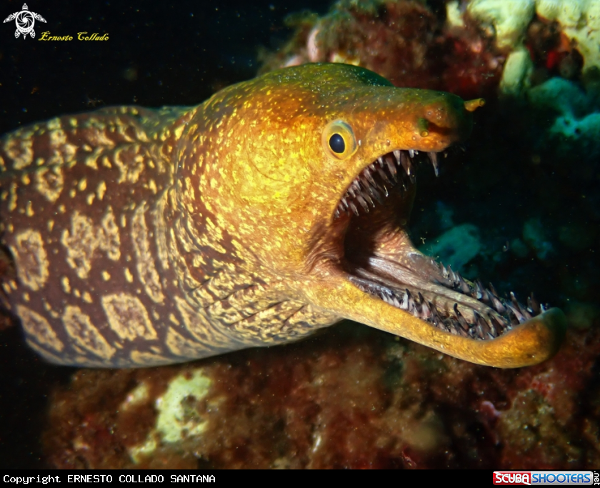 A Enchelycore anatina