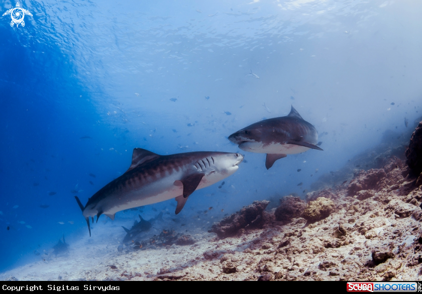 A tiger shark