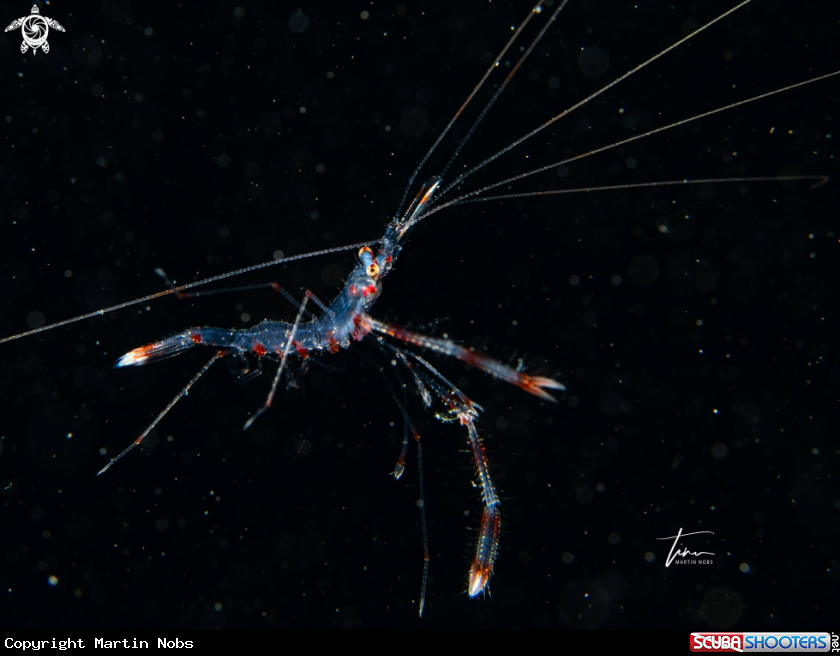 A Banded Coral Shrimp