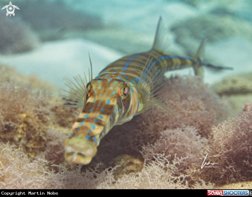 A Cornet Fish
