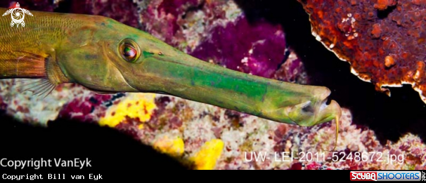 A underwater creature