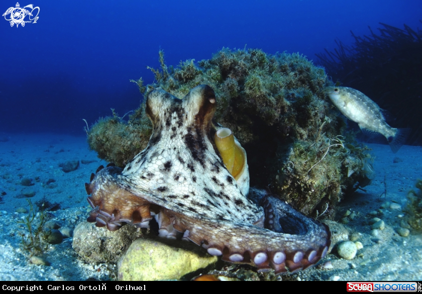 A Octopuss 