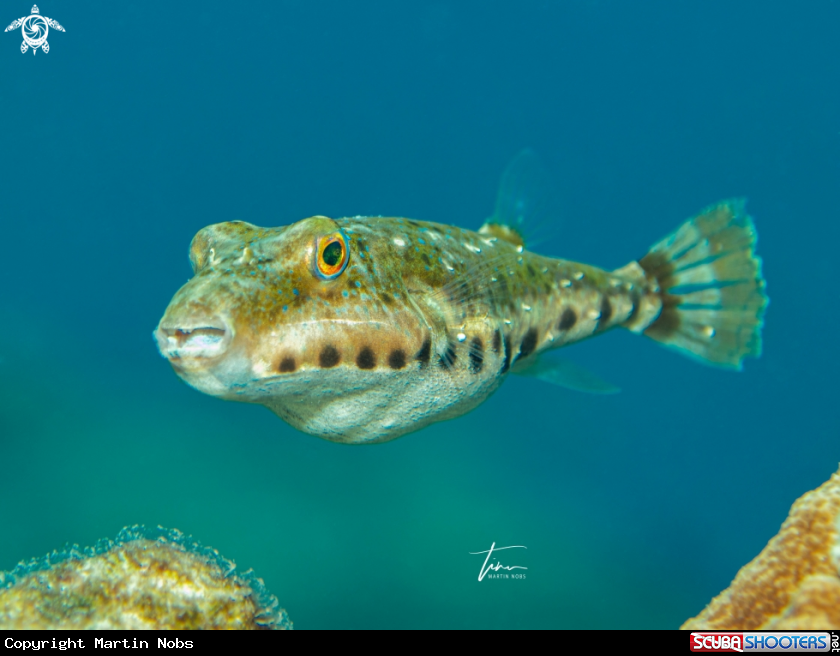 A Bandtail Pufferfish