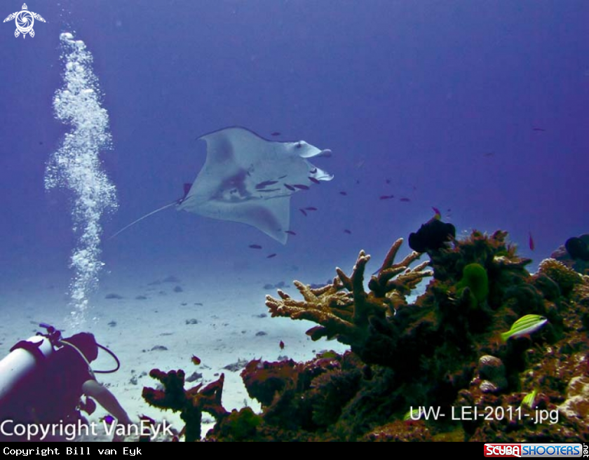 A Manta Ray
