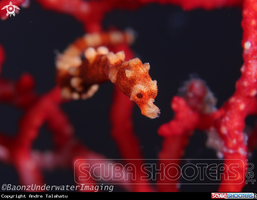 A denise sea horse