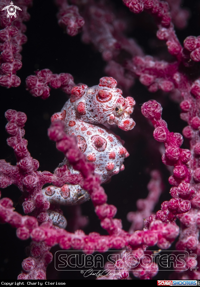 A Bargibanti Pigmy Seahorse
