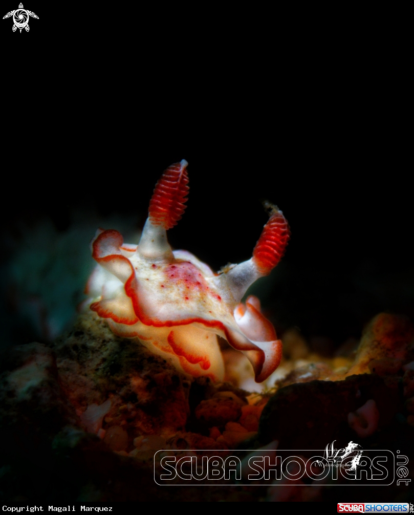 A Hexabranchus morsomus 