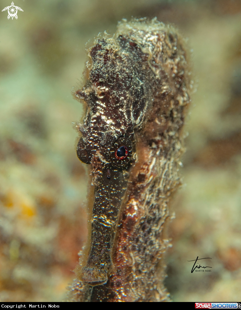 A Seahorse
