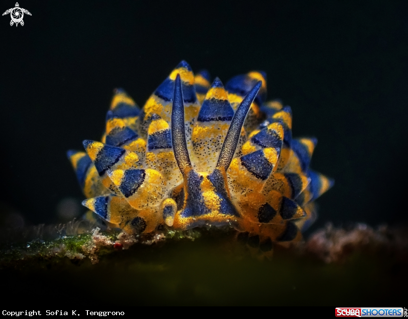 A Sea Slug