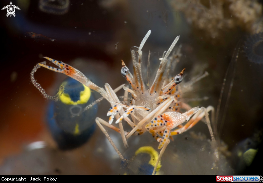 A Tiger Shrimp