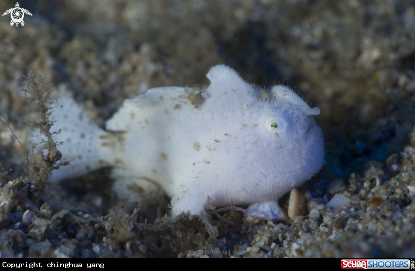 A frogfish