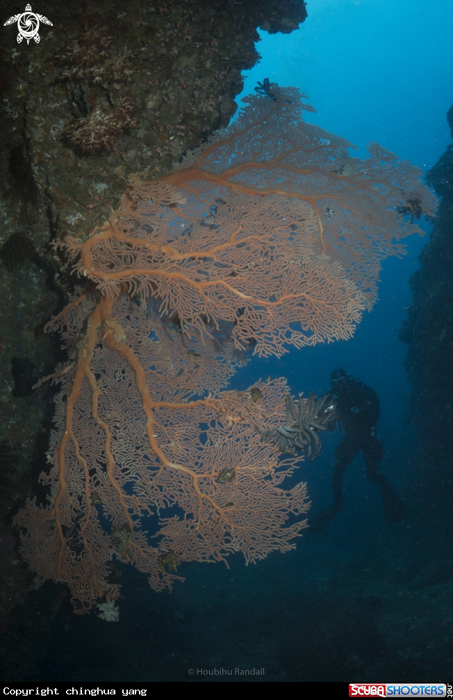A softcoral