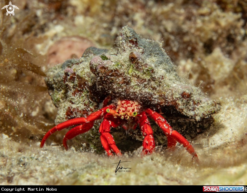 A Hermit Crab