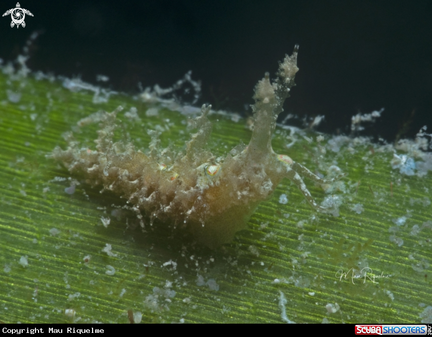 A Warty Nudibranch
