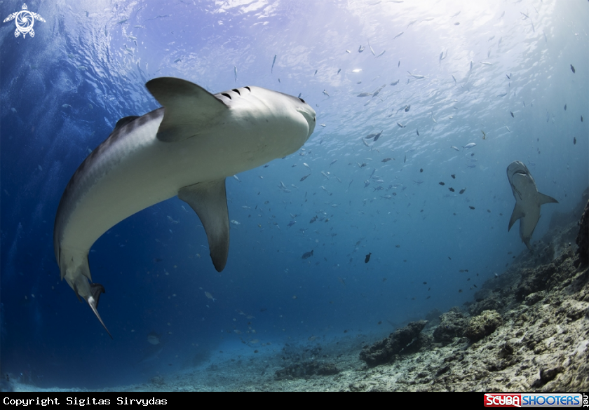 A tiger shark