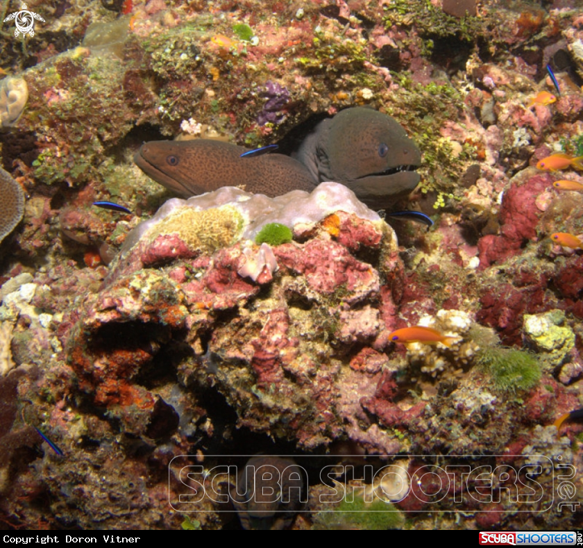 A underwater creature