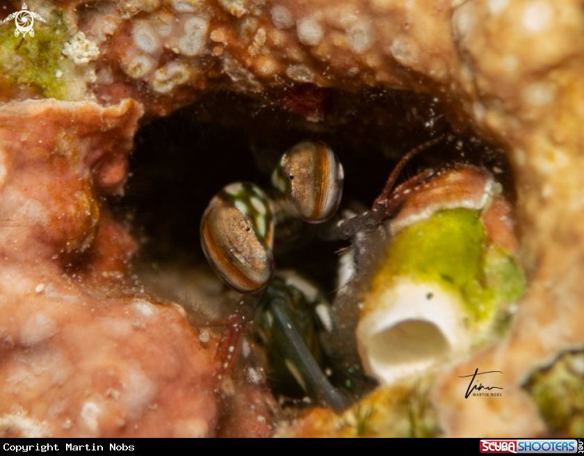 A Mantis Shrimp
