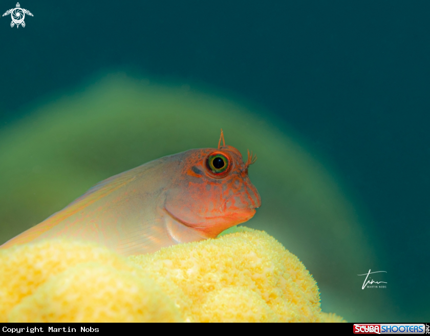 A Redlip Blennie