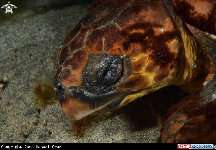 A Green Turtle