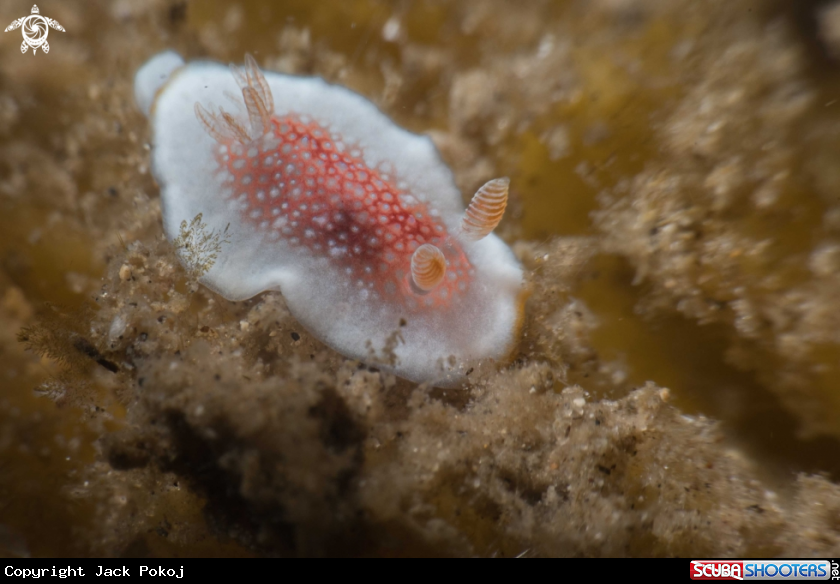 A Goniobranchus sp.