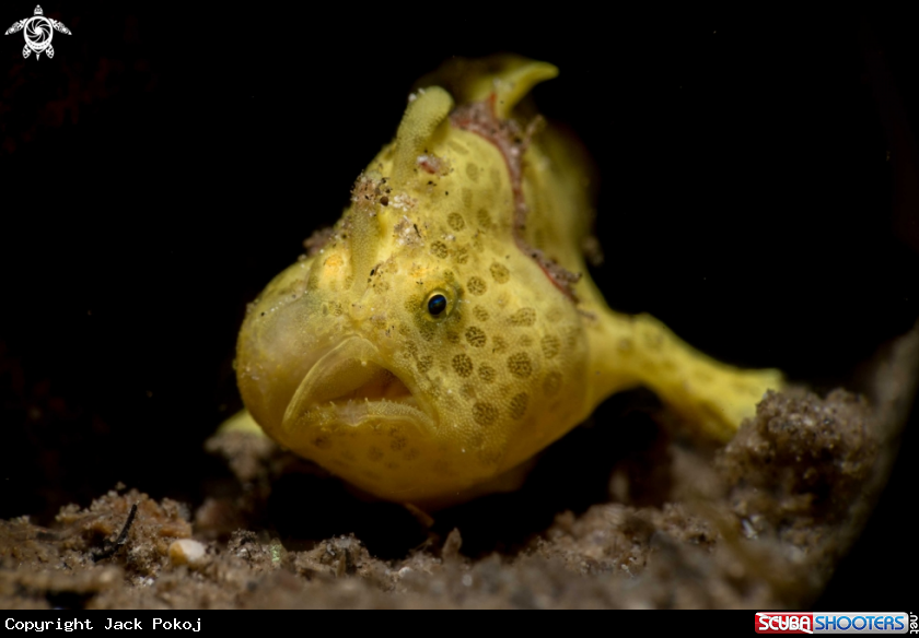 A Painted frogfish