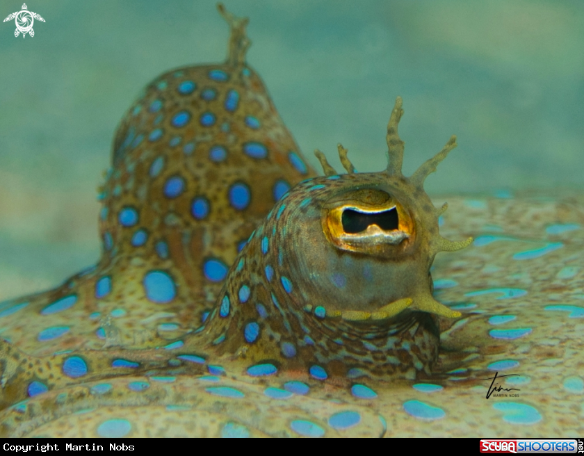 A Peacock Flounder