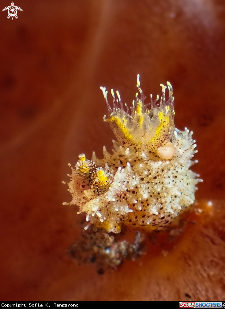 A Nudibranch