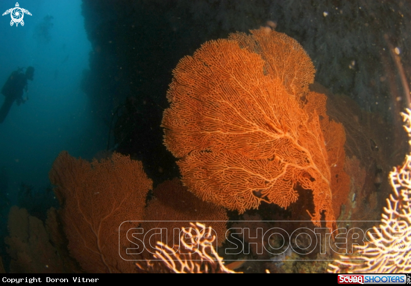 A underwater creature