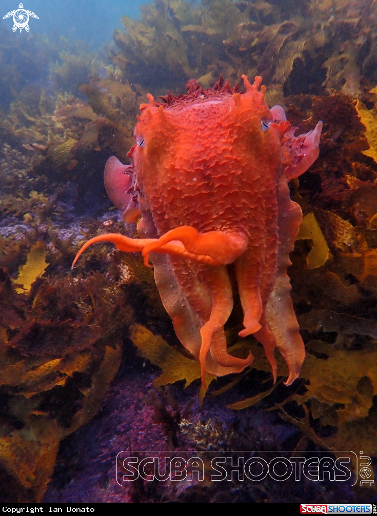 A Australian giant cuttlefish